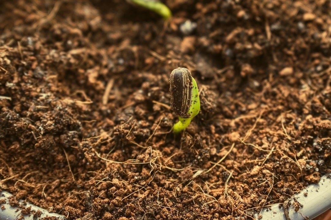 A young green seedling emerging from dark, fibrous soil and coffee grounds