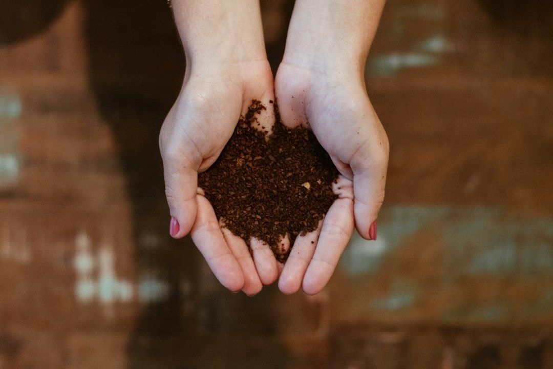 Hands holding a handful of dark, coarse coffee grounds